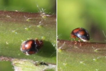 Scymnus subvillosus
